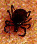 Tick